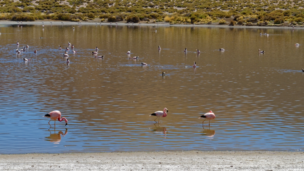 01 - Désert d'Atacama (37) - Rio Grande.jpg